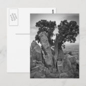 Carte Postale Arbre fractionné (Devant / Derrière)