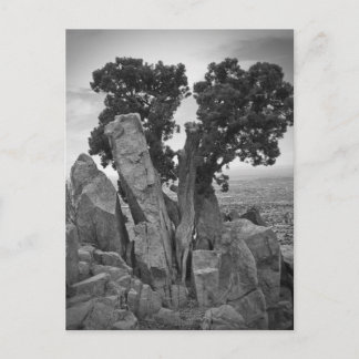 Carte Postale Arbre fractionné