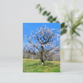 Carte Postale Arbre fruitier à prune [Carte postale] (Debout devant)