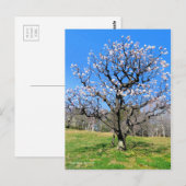 Carte Postale Arbre fruitier à prune [Carte postale] (Devant / Derrière)