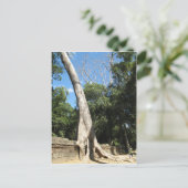 Carte Postale Arbre géant Banyan ... Temple de Ta Prohm, Cambodg (Debout devant)