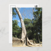 Carte Postale Arbre géant Banyan ... Temple de Ta Prohm, Cambodg (Devant / Derrière)