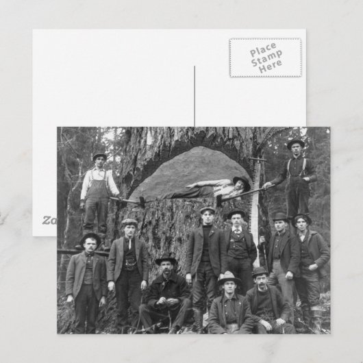 Carte Postale Arbre géant prêt à tomber, 1902 (Devant / Derrière)