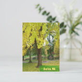 Carte Postale Arbre Gingko Jaune - Jardin public de Boston (Debout devant)