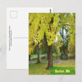 Carte Postale Arbre Gingko Jaune - Jardin public de Boston (Devant / Derrière)