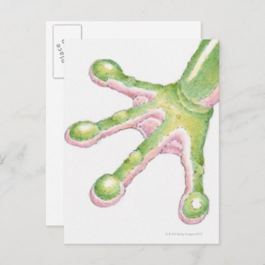 Carte Postale Arbre-grenouilles (Devant / Derrière)