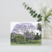 Carte Postale Arbre Jacaranda (Debout devant)