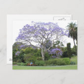 Carte Postale Arbre Jacaranda (Devant / Derrière)