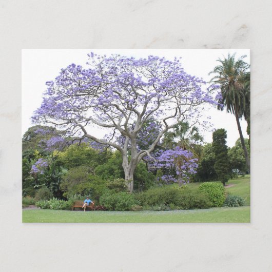 Carte Postale Arbre Jacaranda (Devant)