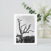 Carte Postale arbre libre (Debout devant)