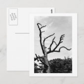 Carte Postale arbre libre (Devant / Derrière)