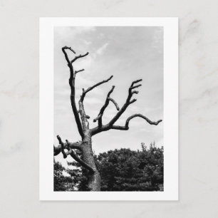 Carte Postale arbre libre