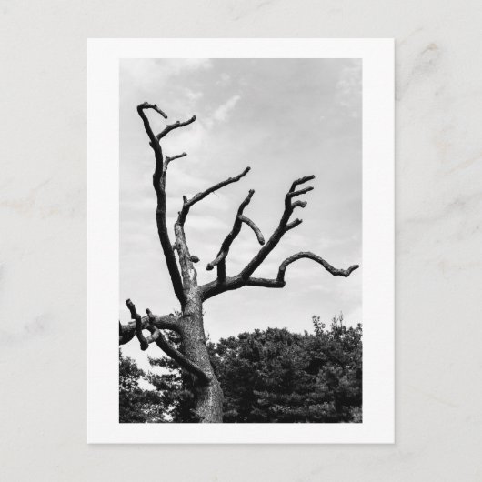 Carte Postale arbre libre (Devant)