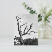 Carte Postale arbre libre (Debout devant)