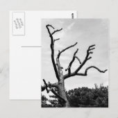 Carte Postale arbre libre (Devant / Derrière)