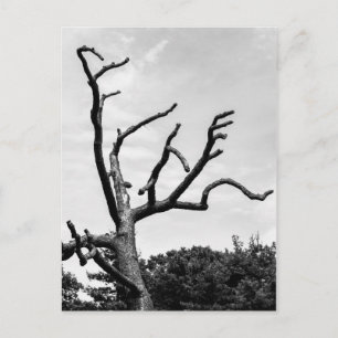 Carte Postale arbre libre