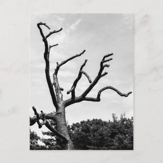Carte Postale arbre libre (Devant)