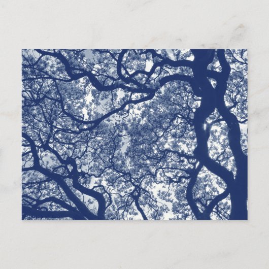 Carte Postale Arbre Magnolia - Effet Cyanotype (Devant)