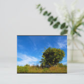 Carte Postale Arbre Mandarin Solitaire (Debout devant)