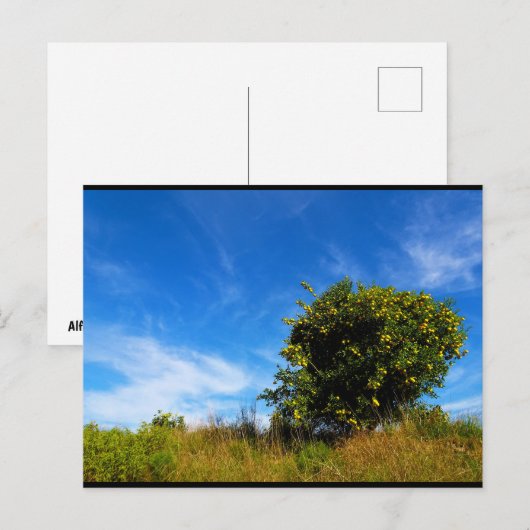 Carte Postale Arbre Mandarin Solitaire (Devant / Derrière)