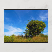 Carte Postale Arbre Mandarin Solitaire (Devant)