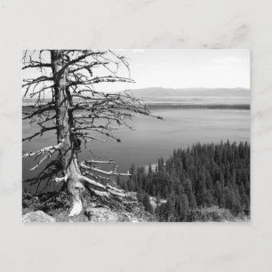 Carte Postale Arbre mort, Jenny Lake, Grand Teton, Wyoming
