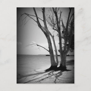 Carte Postale Arbre noir au bord de la mer