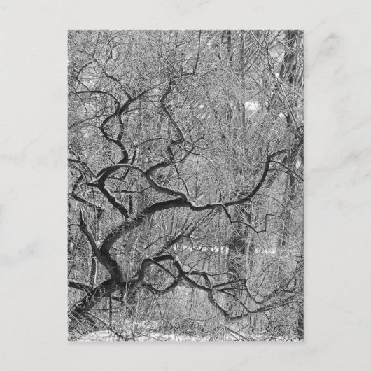 Carte Postale arbre noir et blanc (Devant)