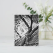 Carte Postale Arbre noir et blanc (Debout devant)