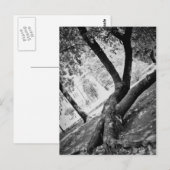 Carte Postale Arbre noir et blanc (Devant / Derrière)