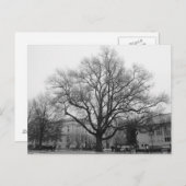 Carte Postale Arbre noir et blanc (Devant / Derrière)