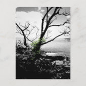 Carte Postale Arbre Noir Et Blanc Avec Vignes Vertes (Devant)