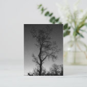 Carte Postale Arbre noir et blanc la nuit (Debout devant)