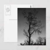 Carte Postale Arbre noir et blanc la nuit (Devant / Derrière)