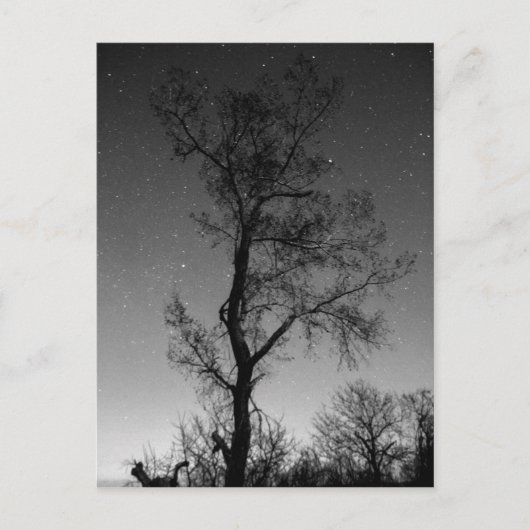 Carte Postale Arbre noir et blanc la nuit (Devant)