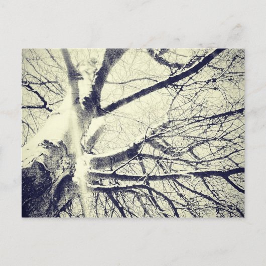 Carte Postale Arbre noir et blanc nu (Devant)