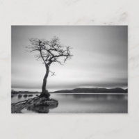Arbre nu