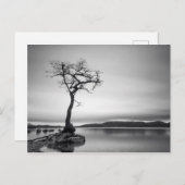 Carte Postale Arbre nu (Devant / Derrière)