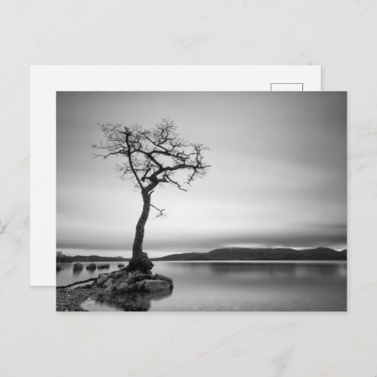 Carte Postale Arbre nu (Devant / Derrière)