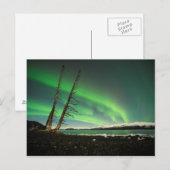 Carte Postale Arbre penché Aurora (Devant / Derrière)