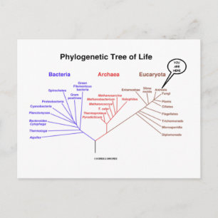 Carte Postale Arbre Phylogénétique De La Vie - Vous Êtes Ici (Bi