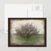 Carte Postale Arbre pomme en fleurs (Devant / Derrière)
