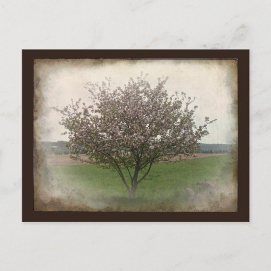 Carte Postale Arbre pomme en fleurs (Devant)