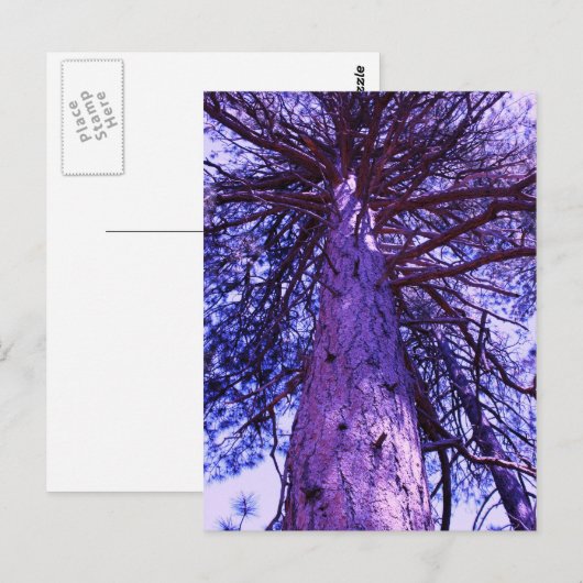 Carte Postale Arbre pourpre (Devant / Derrière)