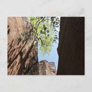 Carte Postale Arbre poussant entre les rochers à Zion National P