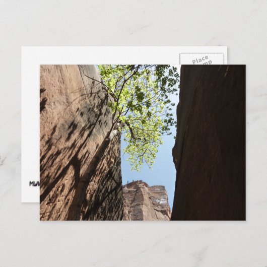 Carte Postale Arbre qui pousse entre les rochers dans le parc na (Devant / Derrière)