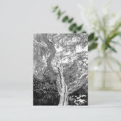 Carte Postale Arbre recouvert de graffitis (Debout devant)