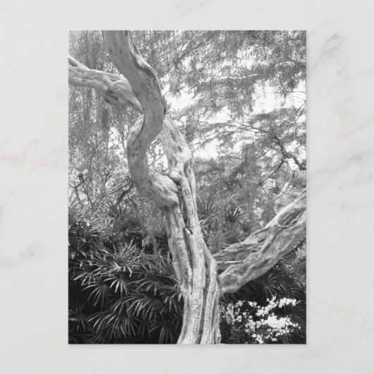 Carte Postale Arbre recouvert de graffitis (Devant)