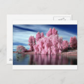 Carte Postale Arbre rose (Devant / Derrière)