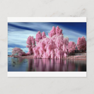 Carte Postale Arbre rose